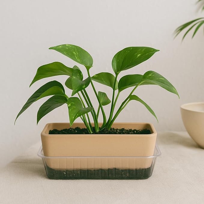 Curtis Wagner Plastics Oval Clear Heavy Gauge Vinyl Basket Liner (5-Pack) - Clear, Oval (Diameter: 4.75 x 2.75 Base, 6.5 x 4.5 x 2.5 Top, 2.5 Depth) Thin Plastic Plant Tray