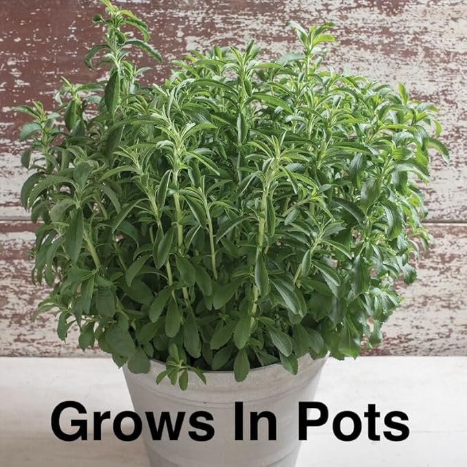 Natural Herbal Live Zero Calorie Sugar Replacement. Stevia Plants. Sweet Leaf, Sugar Leaf, Natural Sugar Substitute Herb, Easy to Grow (2 stevia Cups)