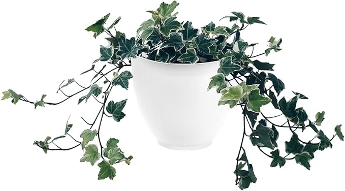 The HC Companies 8 Inch Garden Wall Planter - Plastic Hanging Plant Pot for Indoor Outdoor Flowers, Herbs, White