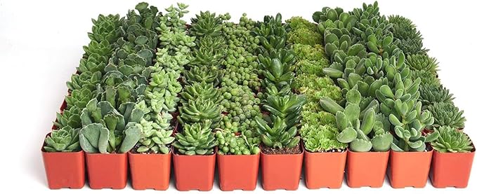 Shop Succulents Verde Succulent Plant Pack Bulk Collection - Live Mini Succulent Plants, Low Maintenance, Mix of Green Succulents & Textures - Wedding and Party Favors, Gift & Garden, Pack of 32