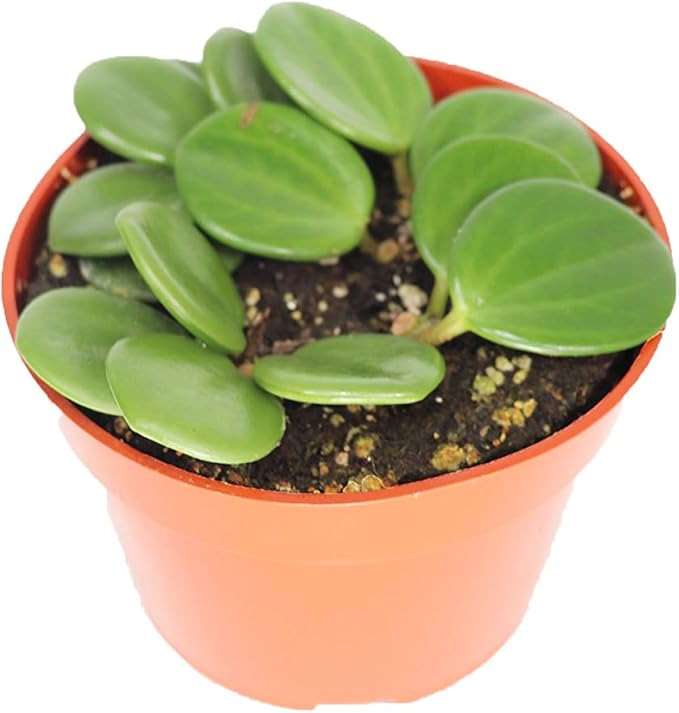 Peperomia Hope - 4'' from California Tropicals