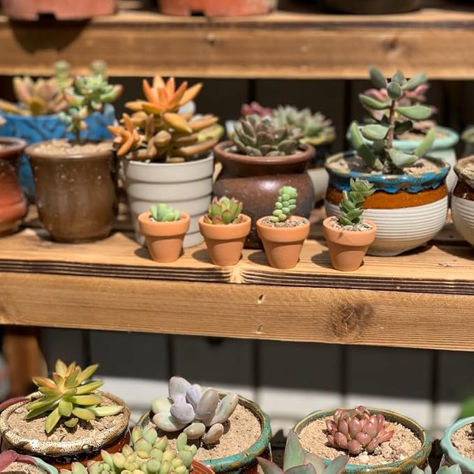 Yishang Mini Terracotta Pots with Drainage Holes - 1.2 inches Succulent Cactus Nursery Planter,Tiny Clay Nursery Pots for Indoor/Outdoor Mini Plant, DIY Crafts, Wedding Favors(100 Pack)