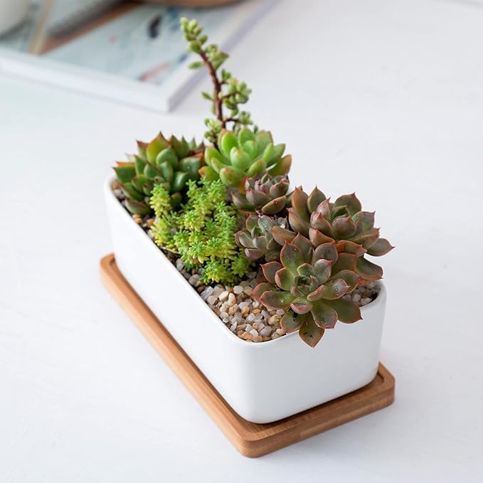 White Ceramic Succulent Planters, Indoor and Outdoor Succulent Planters, Set of 2 Small Cactus Containers, Bonsai Pots, Flower Pots with Drainage Hole and Bamboo Bowl (No Plant)