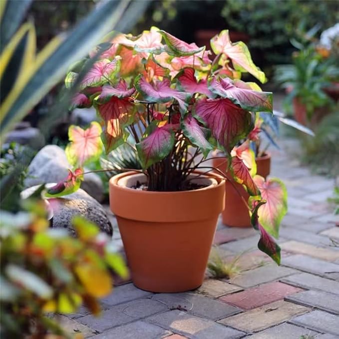 OLEEP Clay Pots - 10 Pack (5.5 inch) Large Terra Cotta Plant Pot with Drainage Hole,Garden Pots, Clay Planters Pot, Terracotta Pot for Indoor Outdoor Plant