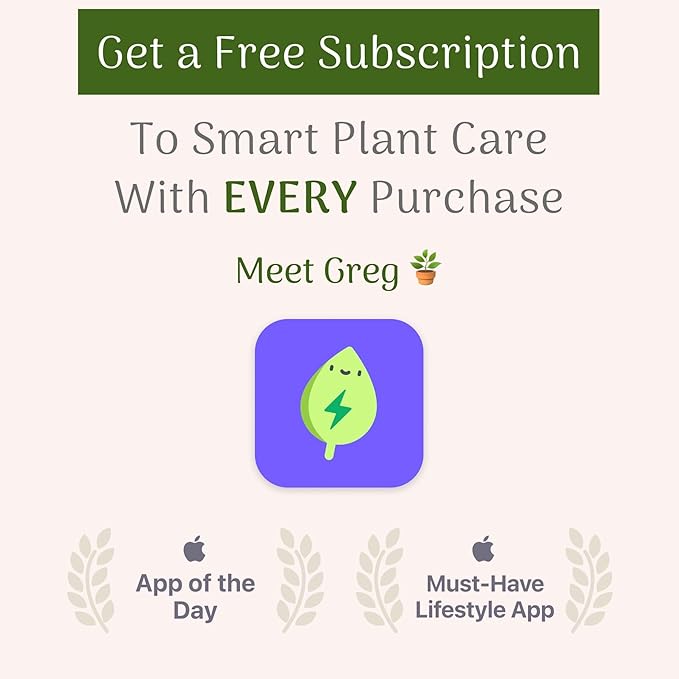 American Plant Exchange Snake Plant Bundle – Large 10-Inch Pots Sansevieria Laurentii & Zeylanica, 2-3ft Tall, Low-Maintenance, Air-Purifying Live Houseplants for Home, Office, or Outdoor Patio Décor