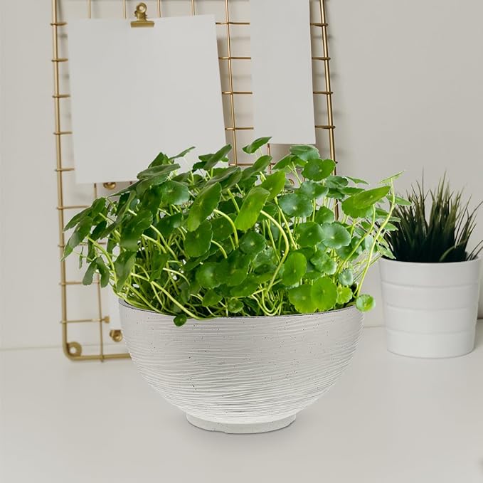 Angoily Hydroponics Planter Garden Bowl Hydroponic Planter Water Lily Container Pot Succulent Cactus Bowl Flower Pot Mini Fishbowl for Home Office Garden White Vintage Succulents