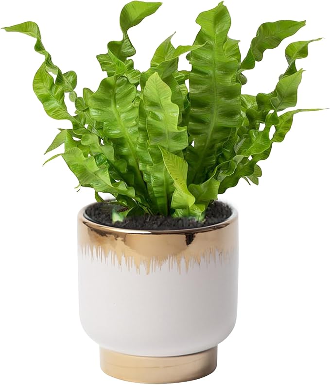 White Ceramic Planters, Gold Flower Pots for Indoor Plants with Drainage Holes, Modern Round Planter with Drainage Holes - Plant Not Included 4.33 X4.33 Inch