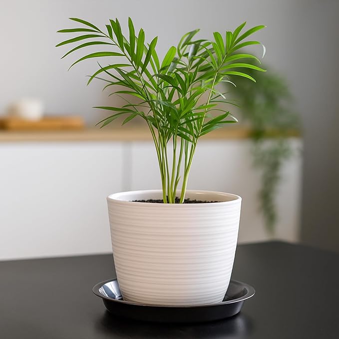 30 Pack Plant Saucer 4 Inches Plant Trays for Pots Plastic Round Drip Trays Flower Pot Saucers Black Planter Water Tray Plant Drainage Tray, Black