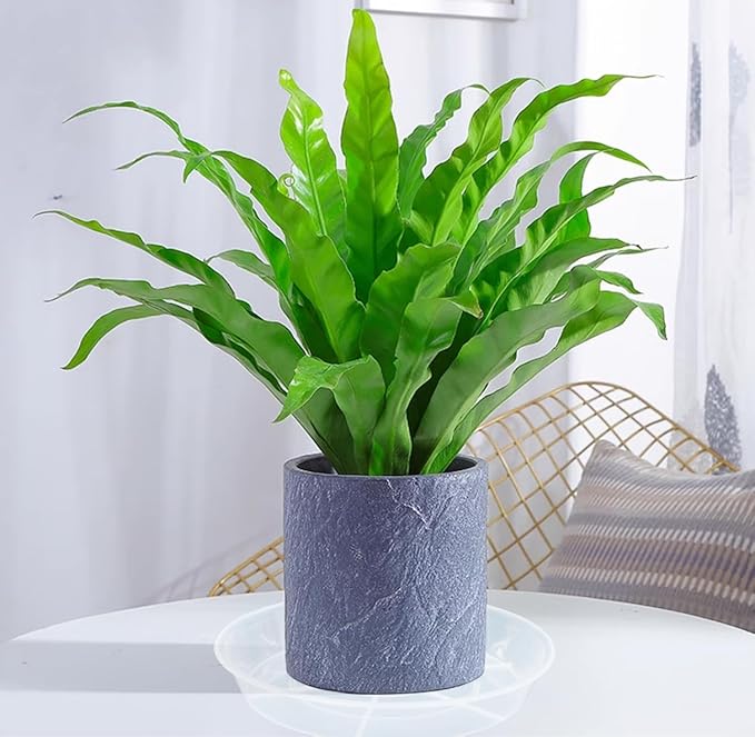 6 Pack of Plant Saucer 8 Inch, 8 inch Plant Saucer Round, Plastic Flower Plant Trays for Pots, Plant Saucers for Indoors 8", Plant Pot Saucers, Planter Tray for Planter 6-8" (8", Clear)