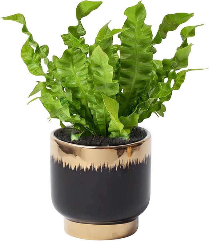 Black Gold Ceramic Succulent Plant Pots Floral Small Plant Pots Indoor Modern Round Decorative Indoor-Outdoor Garden Pots with Drainage Holes - Plants Not Included 4.33 x4.33 Inch