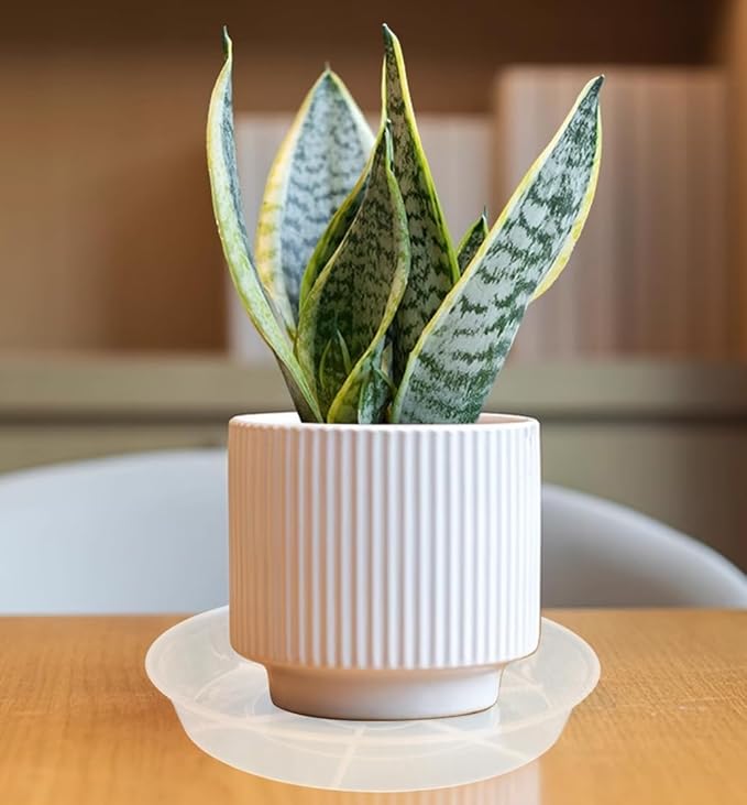 6 Pack of 20 inch Plant Saucer (18 Inch Base), Plant Tray 20 Inch Round, Plant Saucers for Indoors, Plant Trays for Pots, Flower Pot Saucers, Pot Saucers for Planter 16-21" (20", Clear)