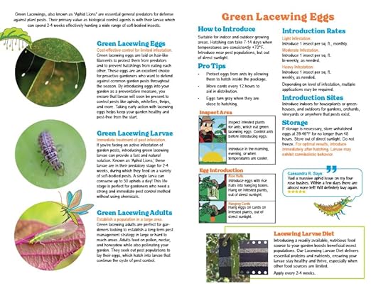 Green Lacewing 5,000 Eggs