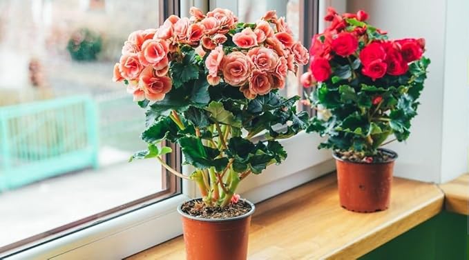 Organic Begonia Plant Soil Mix by Gardenera - Cultivate Blossom Excellence with Natural and Nutrient-Rich Formula - 5 Quart