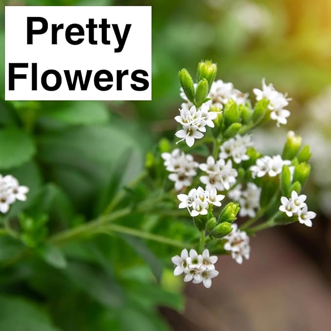Natural Herbal Live Zero Calorie Sugar Replacement. Stevia Plants. Sweet Leaf, Sugar Leaf, Natural Sugar Substitute Herb, Easy to Grow (2 stevia Cups)
