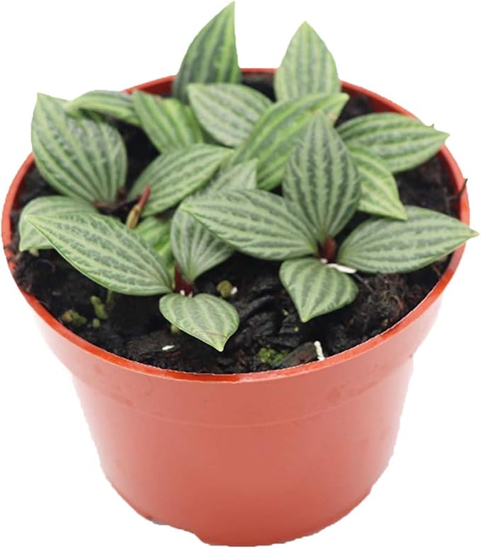 Watermelon Stilt (Peperomia Tetragona) - 4'' from California Tropicals