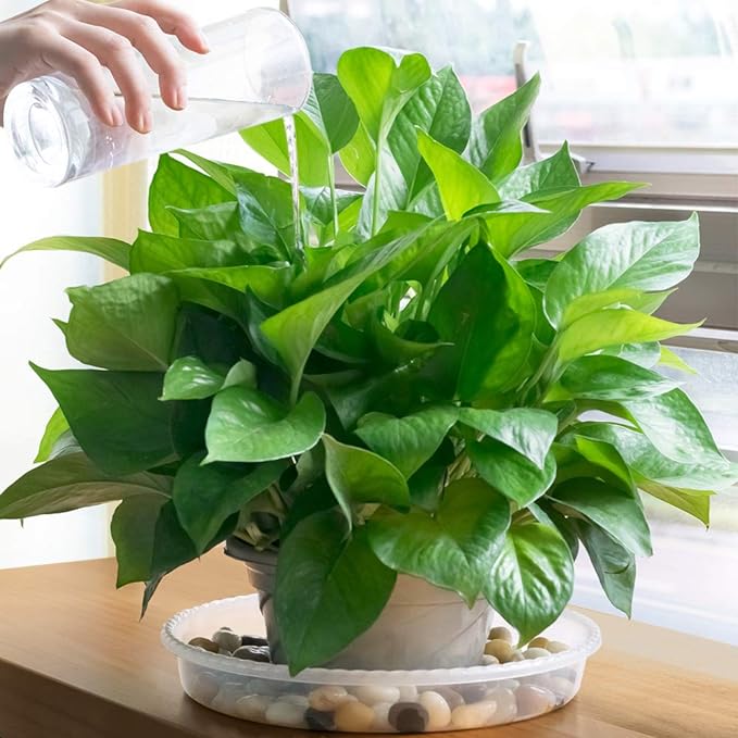 MUDEELA 6 Pack of 15 inch Plant Saucer, Durable Plastic Plant Trays for Indoors, Clear Plastic Flower Plant Pot Saucer, Made of Thicker, Stronger Plastic, with Taller Design
