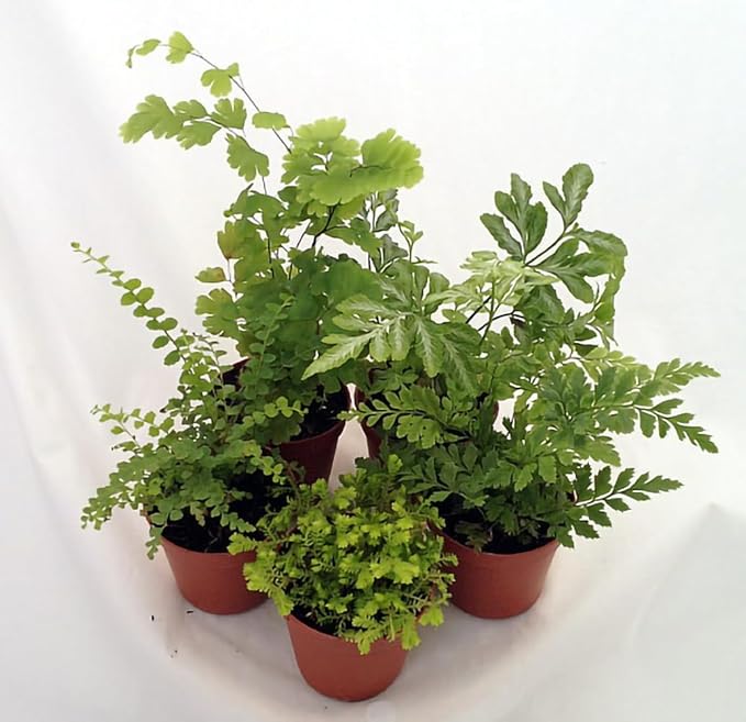 Mini Ferns for Terrariums/Fairy Garden - Live Plants - 5 Different Plants-2" Pots