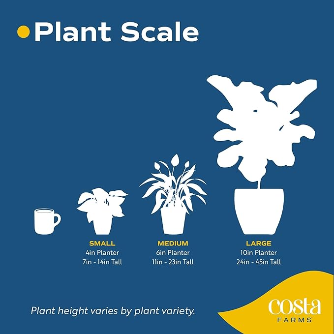 Costa Farms Mini Live Indoor Plants 2in Nursery Pot Easy to Grow Houseplant (3 Pack) 4-Inches Tall, Grower's Choice, Home Décor or DIY Gift