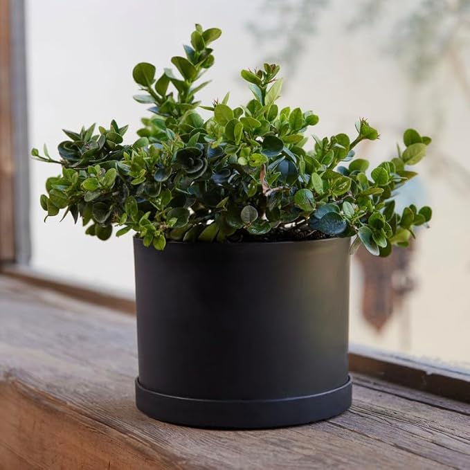 Bloem Mathers 8" Black Round Modern Resin Garden Planter Pot with Drainage Holes and Removable Saucer Tray Included