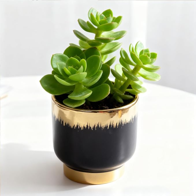 Black Gold Ceramic Succulent Plant Pots Floral Small Plant Pots Indoor Modern Round Decorative Indoor-Outdoor Garden Pots with Drainage Holes - Plants Not Included 4.33 x4.33 Inch