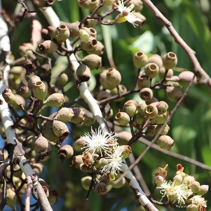 Lemon Eucalyptus (Corymbia citriodora) Live Plant - Fragrant Indoor/Outdoor Plant with Natural Insect Repellent Citronella Oil (2 eucal-Lemon sacs)