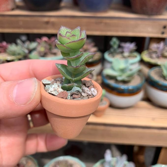 Yishang mini Terracotta Pots with Drainage Holes - 1.2 inches Succulent Cactus Nursery Planter,Tiny Clay Nursery Pots for Indoor/Outdoor Mini Plant, DIY Crafts, Wedding Favors(18 Pack)