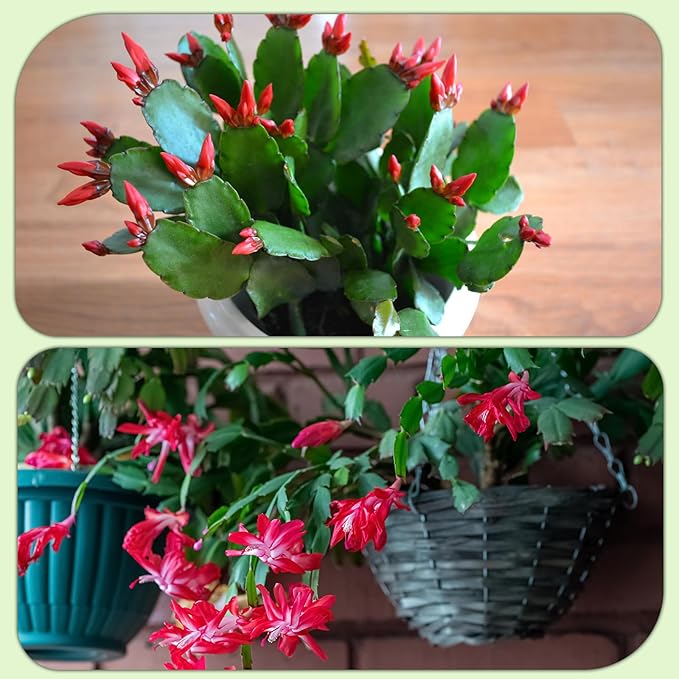 Christmas Cactus Potting Soil Mix 2qt, Ideal for Succulents, Christmas Cacti, and Other Indoor Potted Plantings
