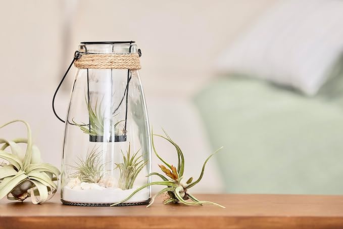 Air Plant Low Light House Plants Box (3PK) Tillandsia Air Plants Live Houseplants Live Indoor Plants Live Succulents Plants Live Terrarium Plants Live, Air Plant Holder Airplant Kit by Plants for Pets