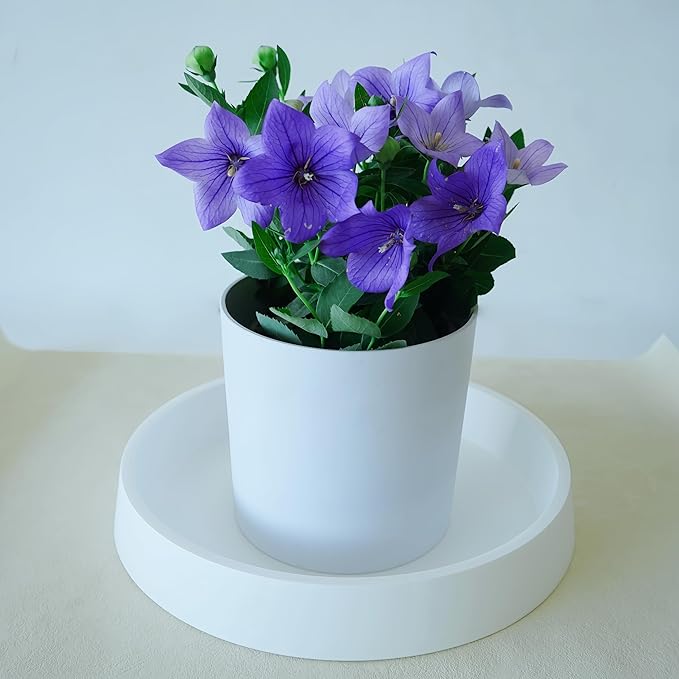 1 Pack Plant Saucer Tray for Ceramic Plastic Pots, 6 inch Plant Saucers for Indoors, Pot Saucers Trays, Flower Planter Water Drip Trays for Pots Base (6", White)