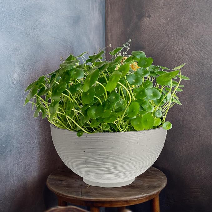 Angoily Hydroponics Planter Garden Bowl Hydroponic Planter Water Lily Container Pot Succulent Cactus Bowl Flower Pot Mini Fishbowl for Home Office Garden White Vintage Succulents