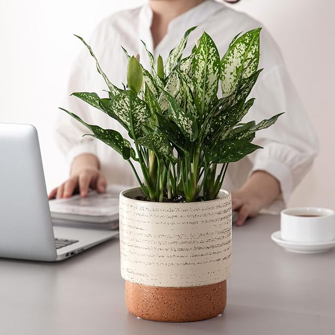 Self Watering Plant Pot: 6 Inch Ceramic Planter with Drainage Hole & Water Storage Plus - Flower Pot for Indoor & Outdoor Plants (Brush, Small)