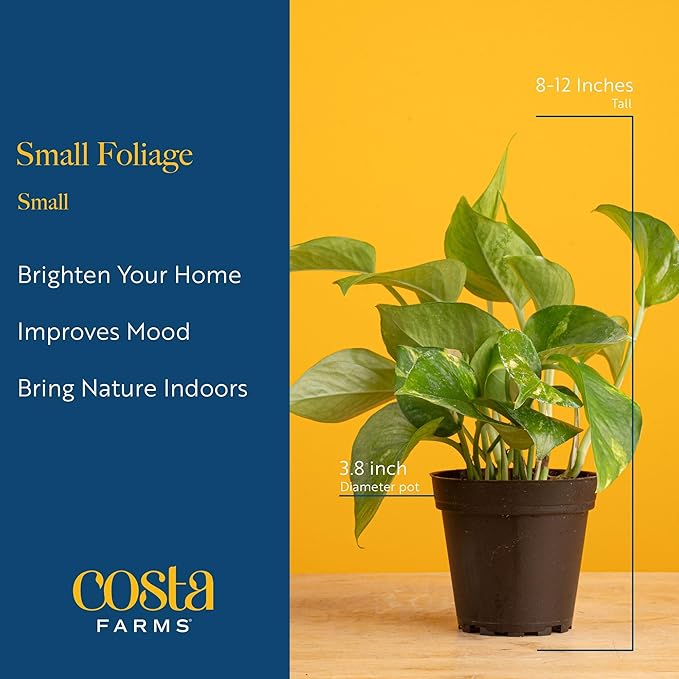Costa Farms Live Indoor Plant Bundle in Plastic Pots, Easy to Maintain, Air Purifying Houseplants, Assorted Varieties, Room or Home Decor, House Warming Gift, 8-12 Inches Tall, Pack of 6