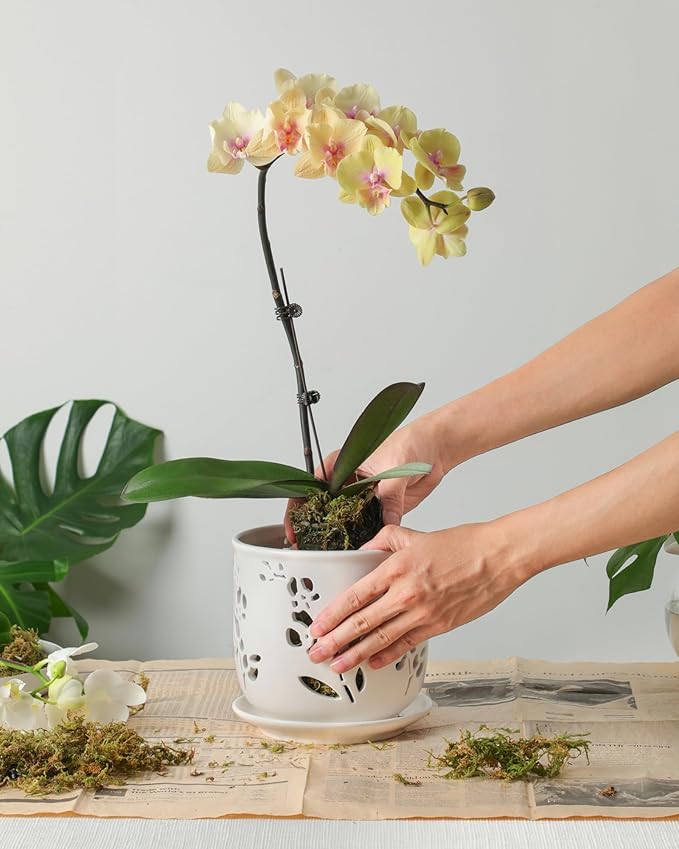 Orchid Pot, 6.5 inch Large Orchid Pots with Holes for Healthy Growth and Easy Repotting, Premium Ceramic Orchid Planter for Indoor and Outdoor Use, (Note : Plant Not Included)