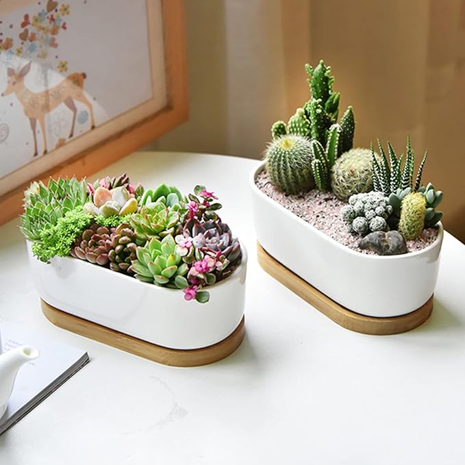 White Ceramic Succulent Plant Pots, Indoor and Outdoor Succulent Planters, Set of 2 Small Cactus Containers, Bonsai Pots, Flower Pots with Drainage Hole and Bamboo Bowl (No Plant)