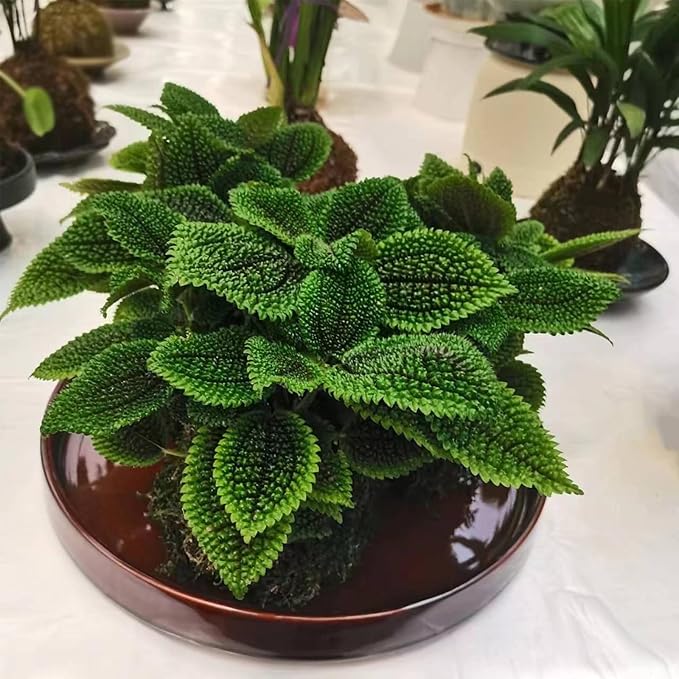 Ceramic Plant Saucer 12 Inch, Round Plant Trays for Indoors/Outdoors, Flower Pot Saucers for Holding Water Drips and Soil, Ceramic Drainage Tray for Plant Pot (Reactive Glaze Brown)