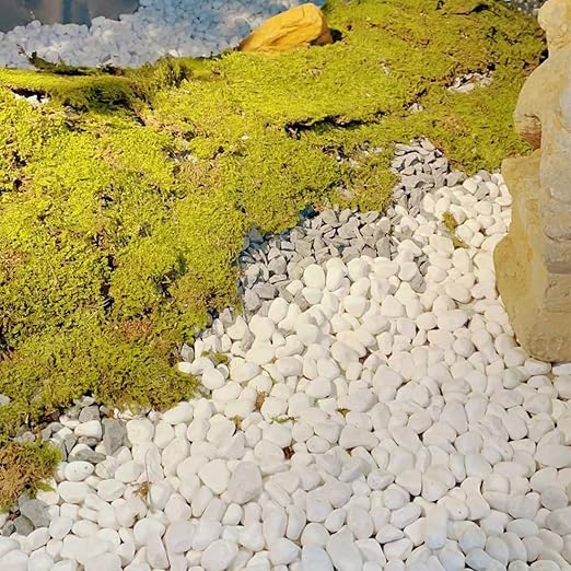 20lb White River Rocks for Landscaping, 2-3 Inch Natural Pebbles for Indoor Plants, Snow White Decorative Stones, Ideal for Fish Tank, Vases, Crafting, Home Decor and Garden Rocks
