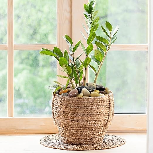 10 lbs Stones for Plants, 1-2 inch Polished Pebbles for Indoor Plants, Decorative River Rocks for Plants Vase Aquarium and Outdoor Garden Landscaping Rocks