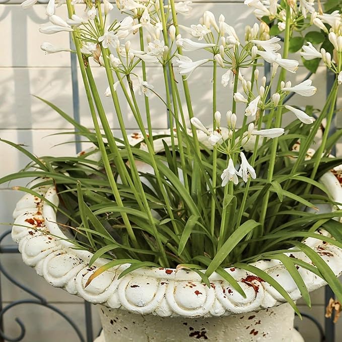 VISIBLE Vintage European Giant Garden Urn Planter, Decorative Cement and Fiber Flower Pot, Make Rust Finished, Wrap Foam Safely Delivered from Local Warehouse (Award Cup, Large)