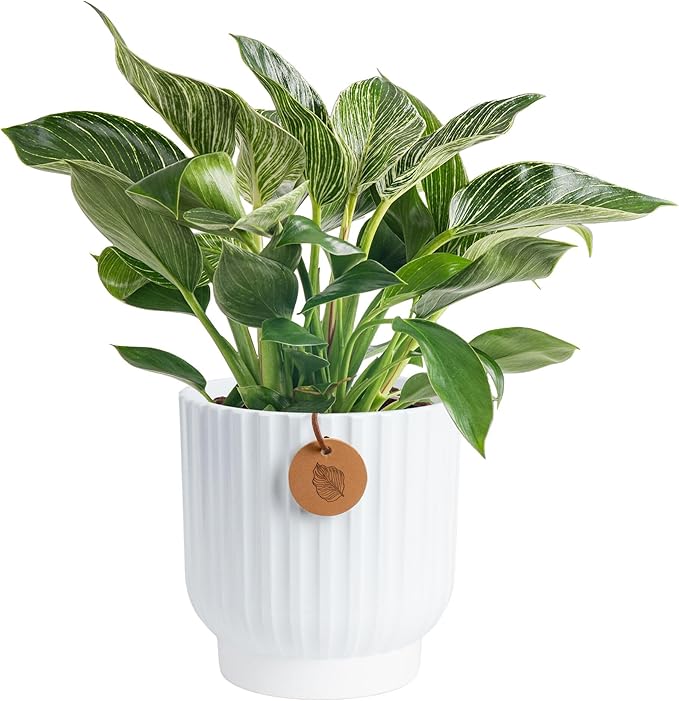 Costa Farms Philodendron Birkin Live Plant in Decorative Pot, Air Purifying Indoor Houseplant, Perfect for Home, Room, or Office Decor, Great House Warming or Birthday Gift, 12-18 Inches Tall