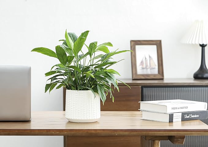 Arktiva Ceramic Planter Pot with Drainage Hole, 5 Inch Dia, Indoor and Outdoor, Home Patio Garden, Plants Flower Succulent, Textured Round (White)