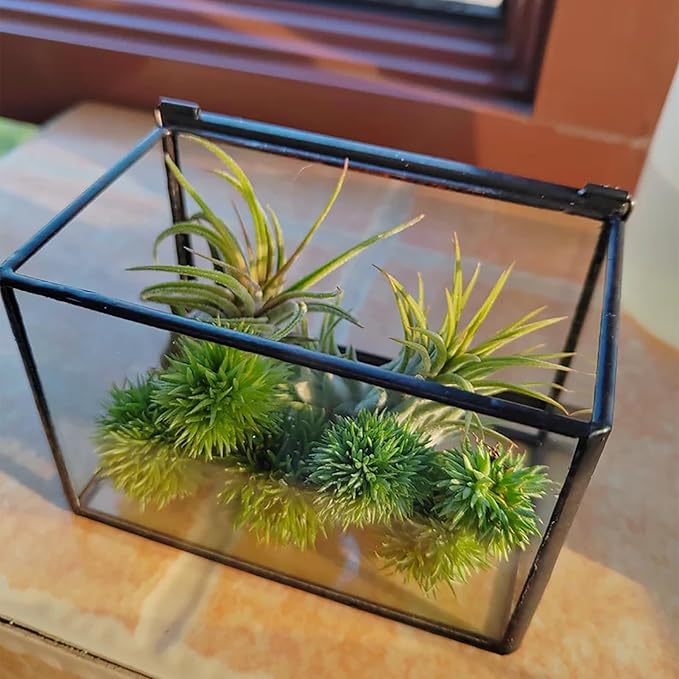 4 Inches Mini Glass Terrarium Set of 2 with Lid - Tiny Rectangle Glass Container Box for Succulents, Air Plants, Fairy Garden, Home Decor (10x7x6cm & 7x6x10cm)