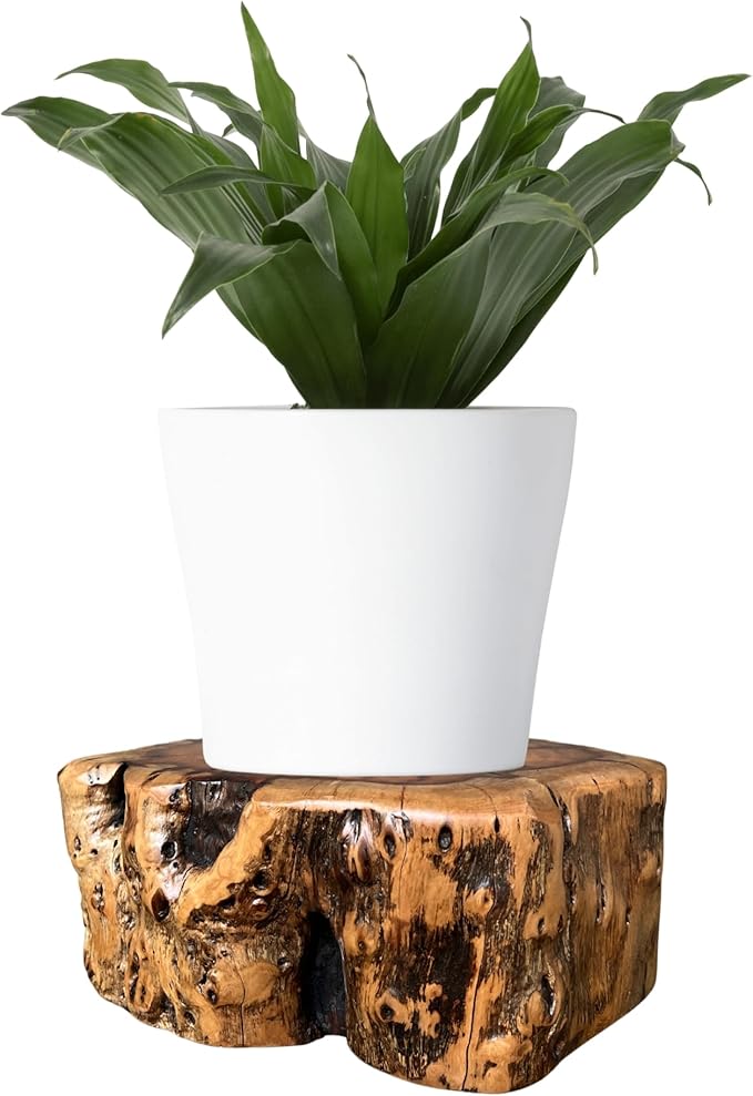 THY COLLECTIBLES Natural Tree Trunk Stump Stool with Live Edge Solid Wood Plant Stand, Stool, Garden Bench, Side Table, End Table (D10 in x H4 in)