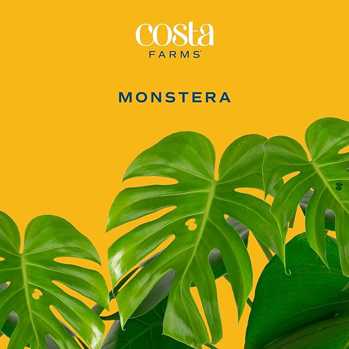 Costa Farms Monstera, Swiss Cheese Live Plant in Plastic Pot, Large Indoor Houseplant, Perfect for Home, Room, or Office Decor, House Warming or Birthday Gift, 2-3 Feet Tall