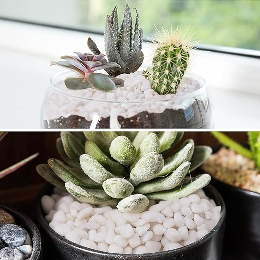 2.5 lbs White Pebbles for Vases, 3/8" Small Plant Stones for Pots Indoor, Pea Gravel for Succulents, Bamboo, Terrarium, High Polished