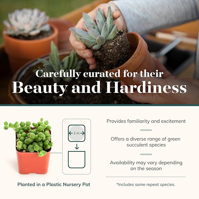 Shop Succulents Verde Succulent Plant Pack Bulk Collection - Live Mini Succulent Plants, Low Maintenance, Mix of Green Succulents & Textures - Wedding and Party Favors, Gift & Garden, Pack of 20