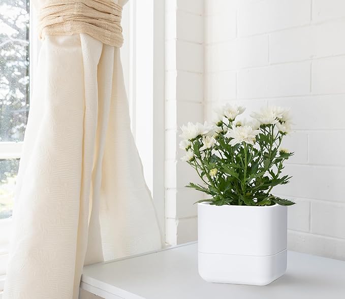 Phoenix Vine 6.5-Inch Wall Mounted Self-Watering Planter Pot for Indoor Houseplants and Herbs | Modern Hanging Planter for Window Sills, Bathroom Walls, Home & Office Décor, White, Set of 2, 01-WP-W-2