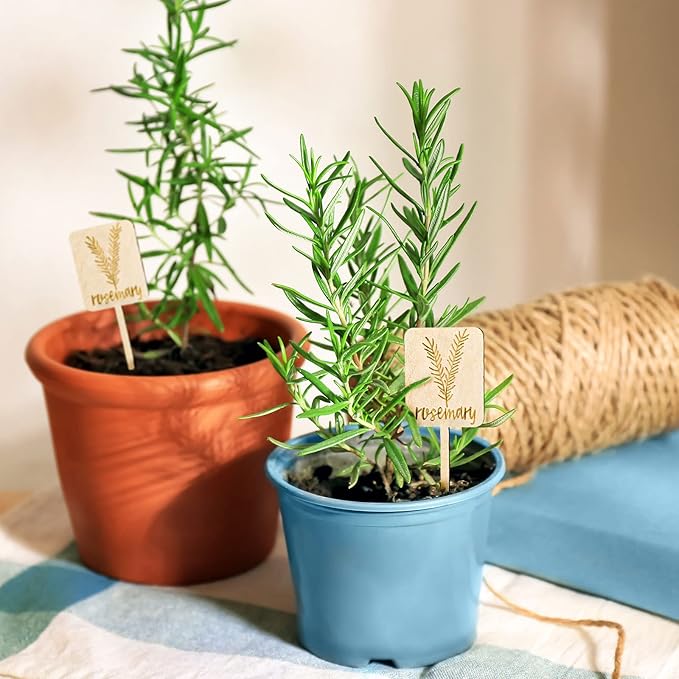 Whaline 24Pcs Wooden Plant Labels Sign Planted Herb Markers Garden Labels with Printed Herb Name Indoor Outdoor Garden Stakes Nursery Plant Tags Gardens Decoration Gift, 12 Styles