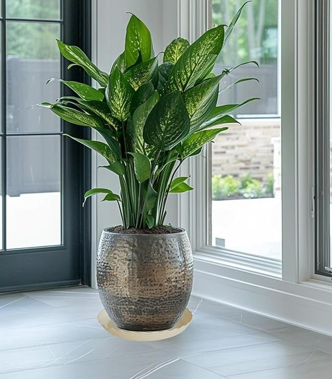 2 Pack Plant Saucer 12 inch, Heavy Duty Plastic Plant Saucers, Durable Plant Tray for Pots, Flower Saucers for Indoors, Plant Pot Saucers, Trays for Planter (Beige)
