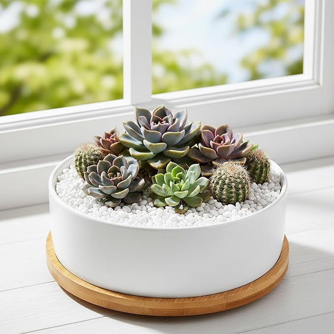 White Ceramic Succulent Plant Pots, Set of 2 Round Planter Small Cactus Container, Bonsai Pots, Succulent Pots with Drainage Hole& Bamboo Tray (No Plant)