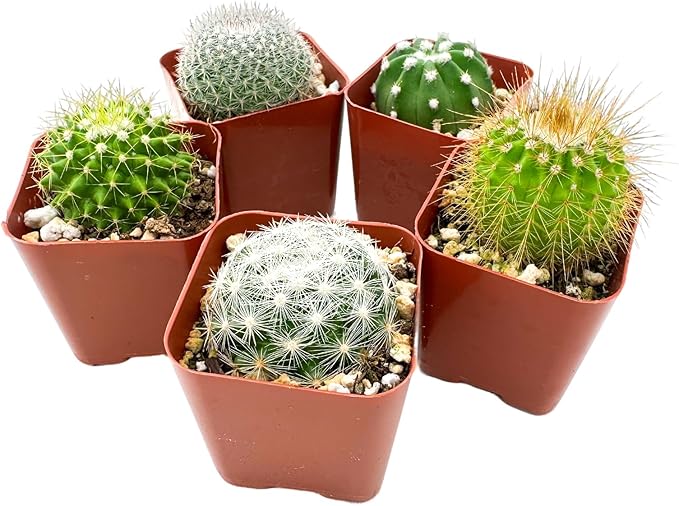 Sprout N Green Live Cactus Plants, 30 Pack Assorted Real Cacti Potted in 2" Starter Pot with Soil Mix, Rare Small Indoor House Plants for Home Garden Wedding Decor Party Favor